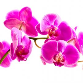 ЦВЕТЫ 35 (орхидеи)